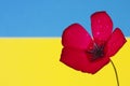 Red flower flag a Royalty Free Stock Photo