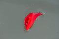 A red flower floats on the surface of the slightly dirty water Royalty Free Stock Photo