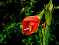 Red flower. Floral, blur, black blackgroud