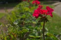 Red flower in the flowerbed. flowers background Royalty Free Stock Photo