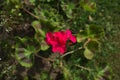 Red flower in the flowerbed. flowers background Royalty Free Stock Photo