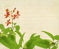 Red Flower And Foliage on Bamboo