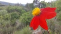 Red flower