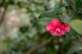 Red flower at forest tree on tree branch