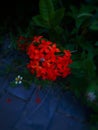 Red flower foucs evening time Royalty Free Stock Photo