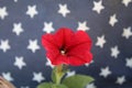 Red Flower in Front of United States of America Flag Royalty Free Stock Photo