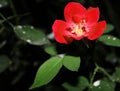 Red Flower in Garden Royalty Free Stock Photo