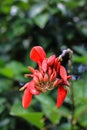 Red flower in the garden Royalty Free Stock Photo