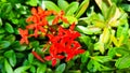 Red flower in the garden with green leaf look sfresh