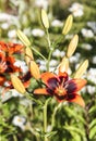 Red flower of the garden Lily at the beginning of flowering