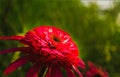 Red flower in garden of park in Cleveland, Ohio; Macro