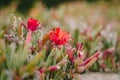 Red flower in the garden