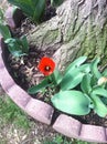 Red Flower - Garden - Tree