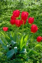 Red flower in the garden, tulip