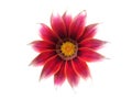 Red flower gazania photo isolated on white background