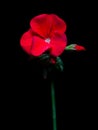 Red flower of Geranium flower on black background. Royalty Free Stock Photo