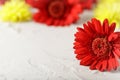 Red flower gerbera daisy on white stone table Royalty Free Stock Photo