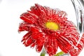 Red flower of a gerbera on a white background Royalty Free Stock Photo