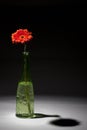 Red flower in glass