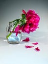Flower in glass, still life