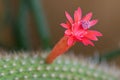 Red flower of Golden rat tail cactus with pink pollen