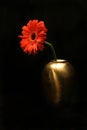 Red flower in golden vase