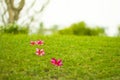 Red flower on the green backyard Royalty Free Stock Photo