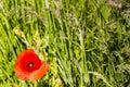 Red flower and green grass Royalty Free Stock Photo