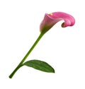 Red flower and green leaf of calla Zantedeschia isolated Royalty Free Stock Photo