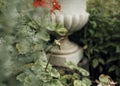 red flower green leaf geranium close-up vase garden outdoor