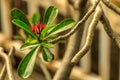 Red flower and green leaf in a house garden Royalty Free Stock Photo