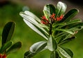 Red flower and green leaf in a house garden Royalty Free Stock Photo