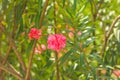 RED FLOWER AND GREEN LEAF