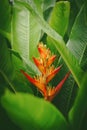 Red flower and green leaves abstract background. Nature and environmnet concept Royalty Free Stock Photo