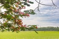 Red flower and green leaves on sunlight with rice field on sky and clouds Royalty Free Stock Photo