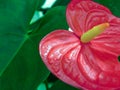 The red flower and green leaves of a tropical flamingo flower.