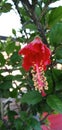 Red flower green plant hibiscus flower plant garden greenery