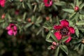 Red flower with green stamen