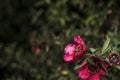 Red flower with green stamen