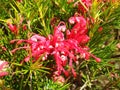 Red flower grevillea rosmarinifolia or grevillea juniperina Royalty Free Stock Photo