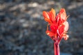 Red flower on grey blurry background