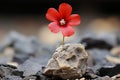 a red flower growing out of a rock