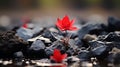 a red flower is growing out of rocks in the water Royalty Free Stock Photo