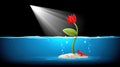 Red Flower Growing Underwater with Light and a Curious Crab on a Sandy Base Royalty Free Stock Photo