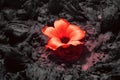 Red Flower Growing Through Volcano Lava extreme closeup. Generative AI