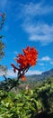 Red flower growing on the Vulcano Baru, Panama chiriqui