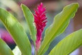 Red flower of Guam tropical plants tropics