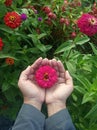 Red flower in hands. Top view of young woman hand holding pink flower in hand on green plant leaves background. Love receive and Royalty Free Stock Photo