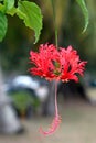 Red flower hanging upside down