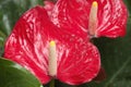 Red flower head of a Anthurium andraeanum or flamingo flower Royalty Free Stock Photo